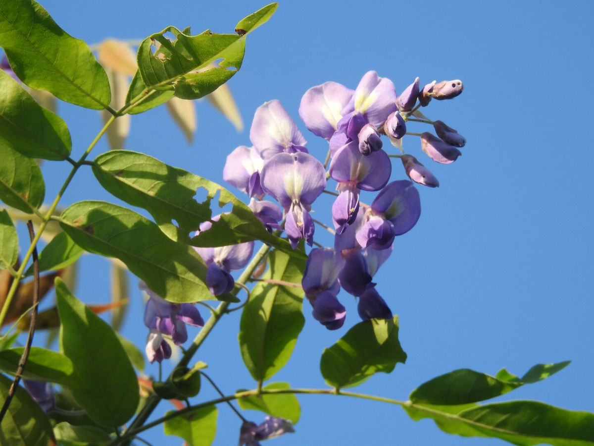 藤のお花が公園で咲いています🌸