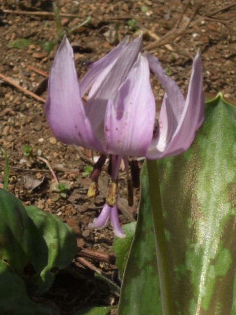 堅香子の花