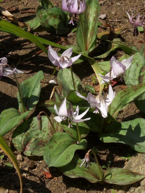 堅香子の花