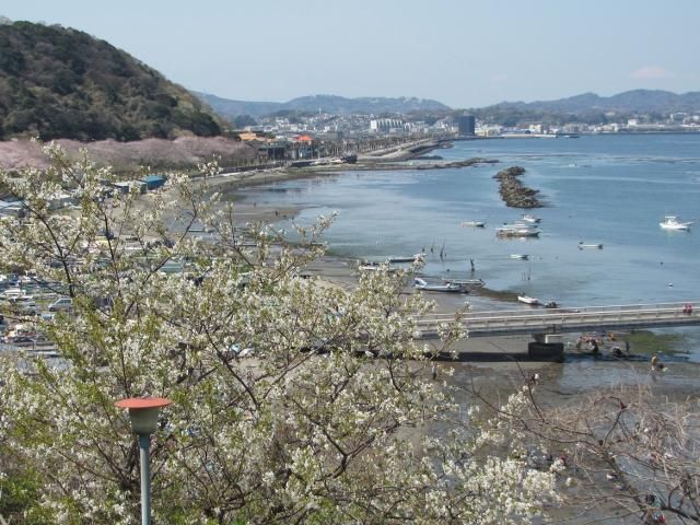 海辺の桜