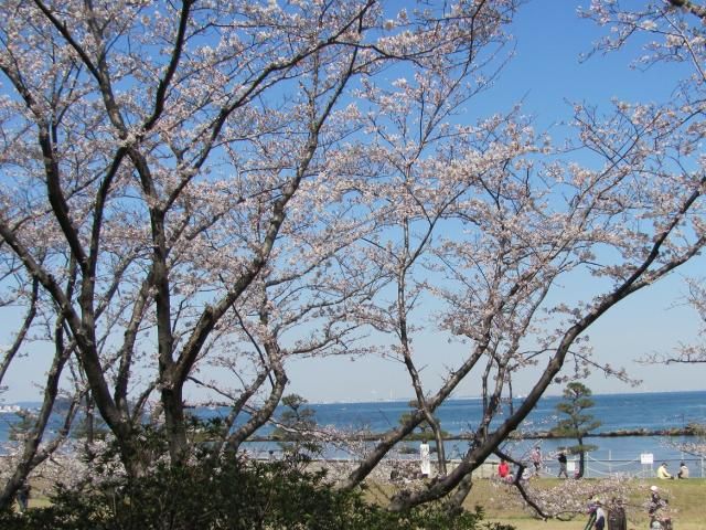 海辺の桜