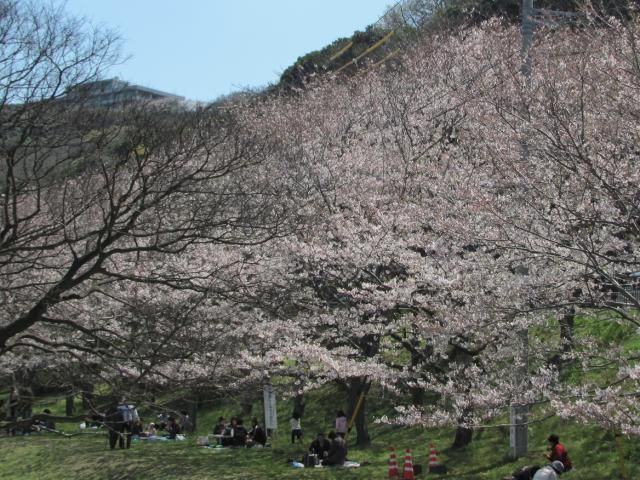 海辺の桜