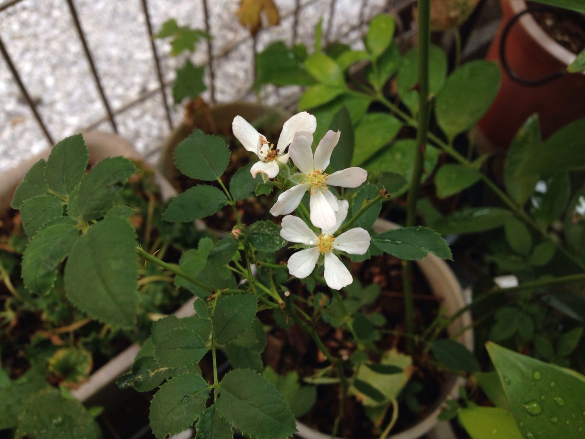 他のお花もちらほらと、、、