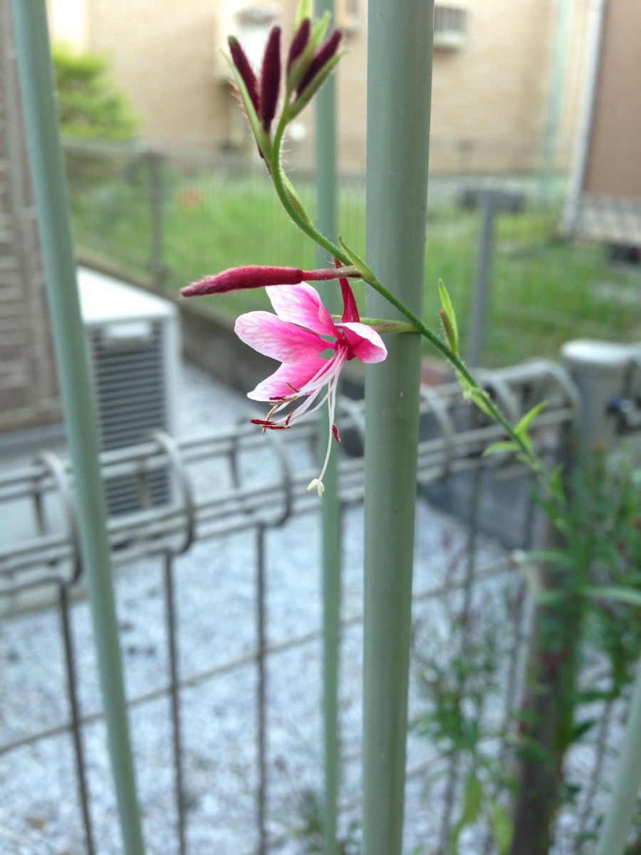 他のお花もちらほらと、、、