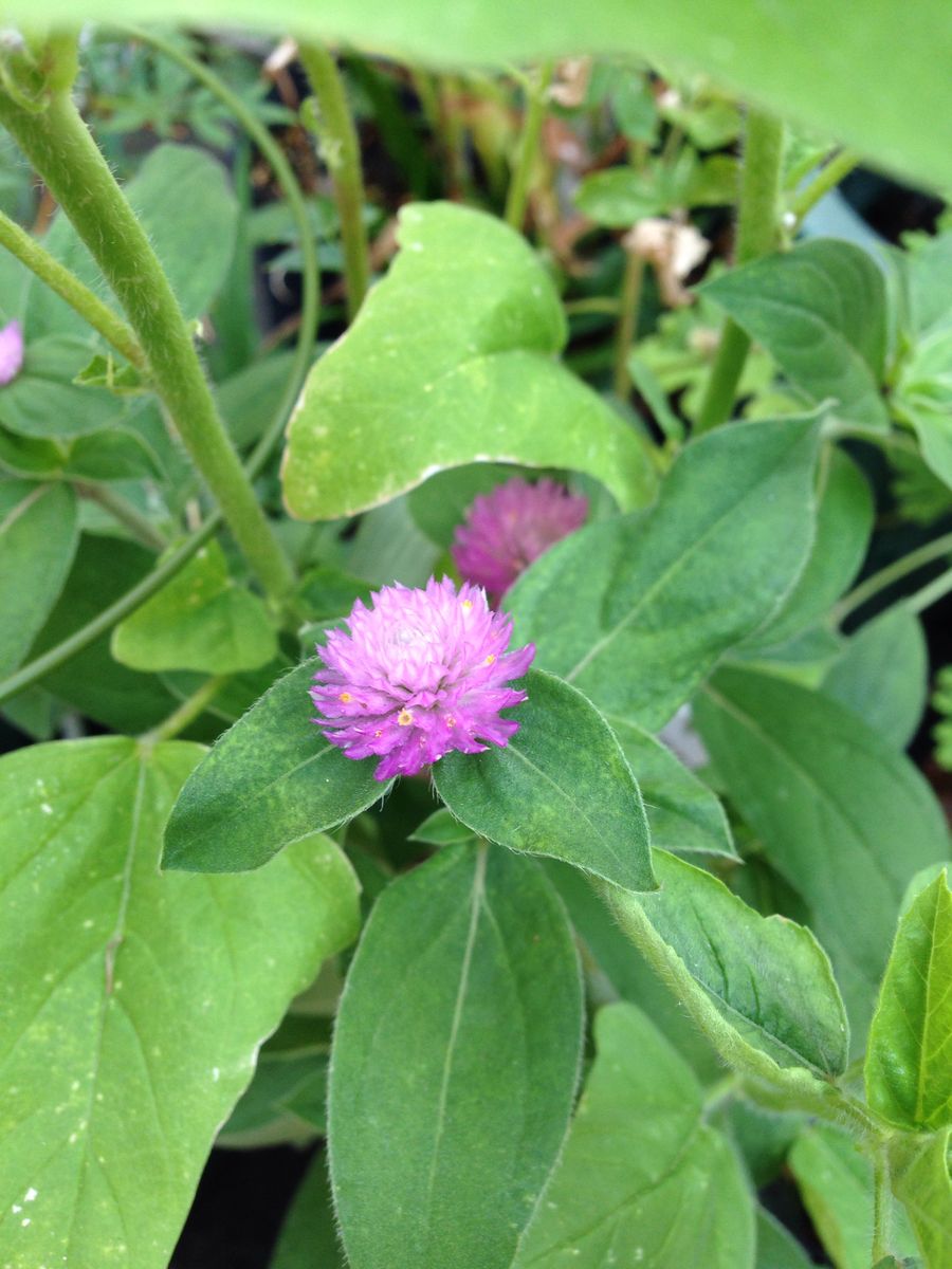 他のお花もちらほらと、、、