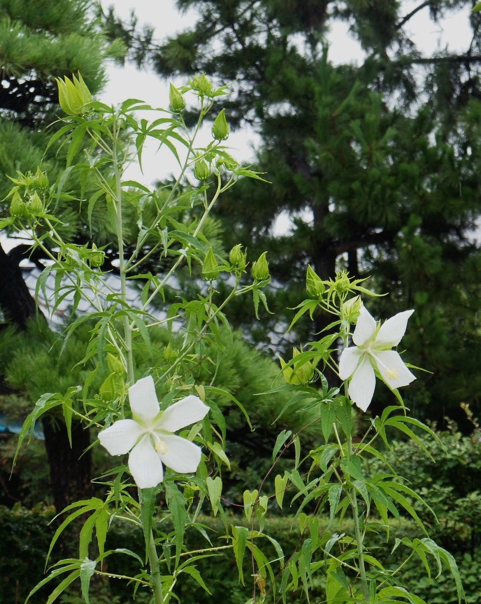 台風で倒れるかな～