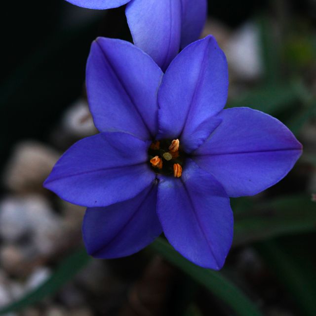 Ipheion 'Jessie'