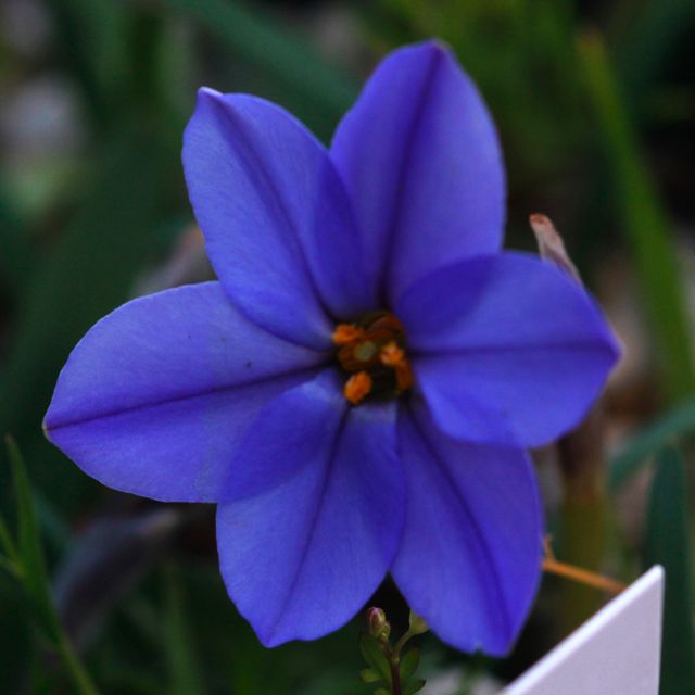 Ipheion 'Jessie'