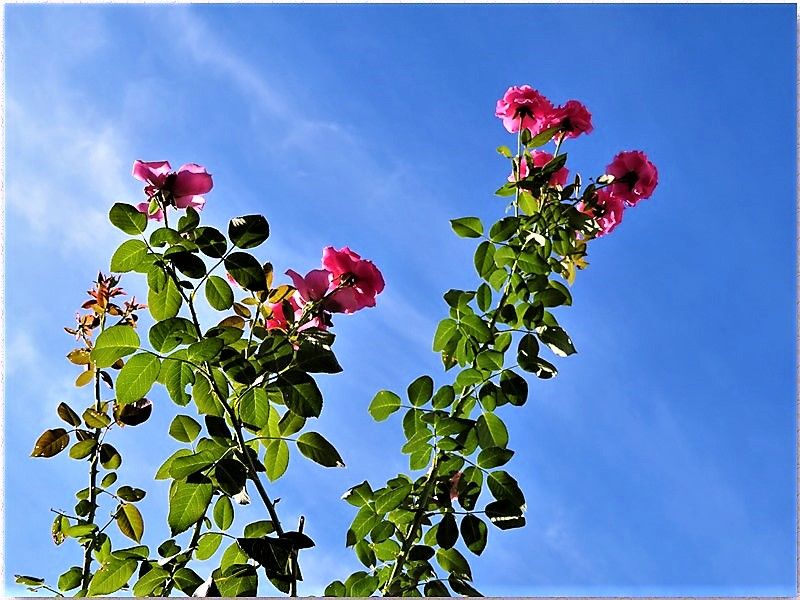 今日の庭先の花