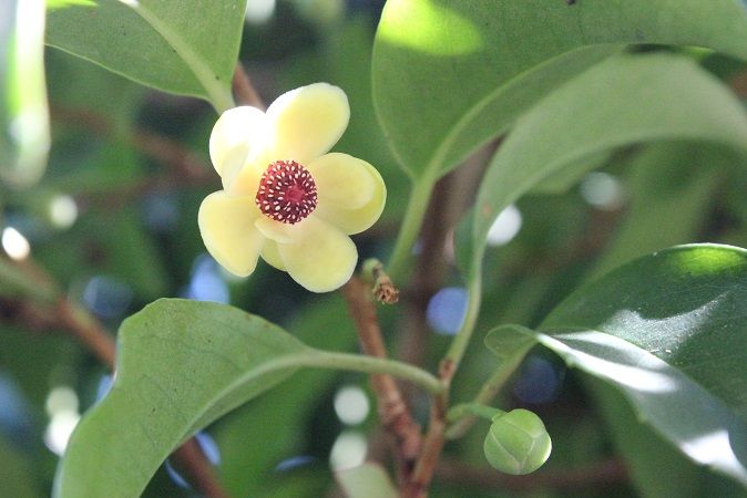 ビナンカズラの花