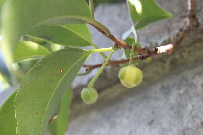 ビナンカズラの花