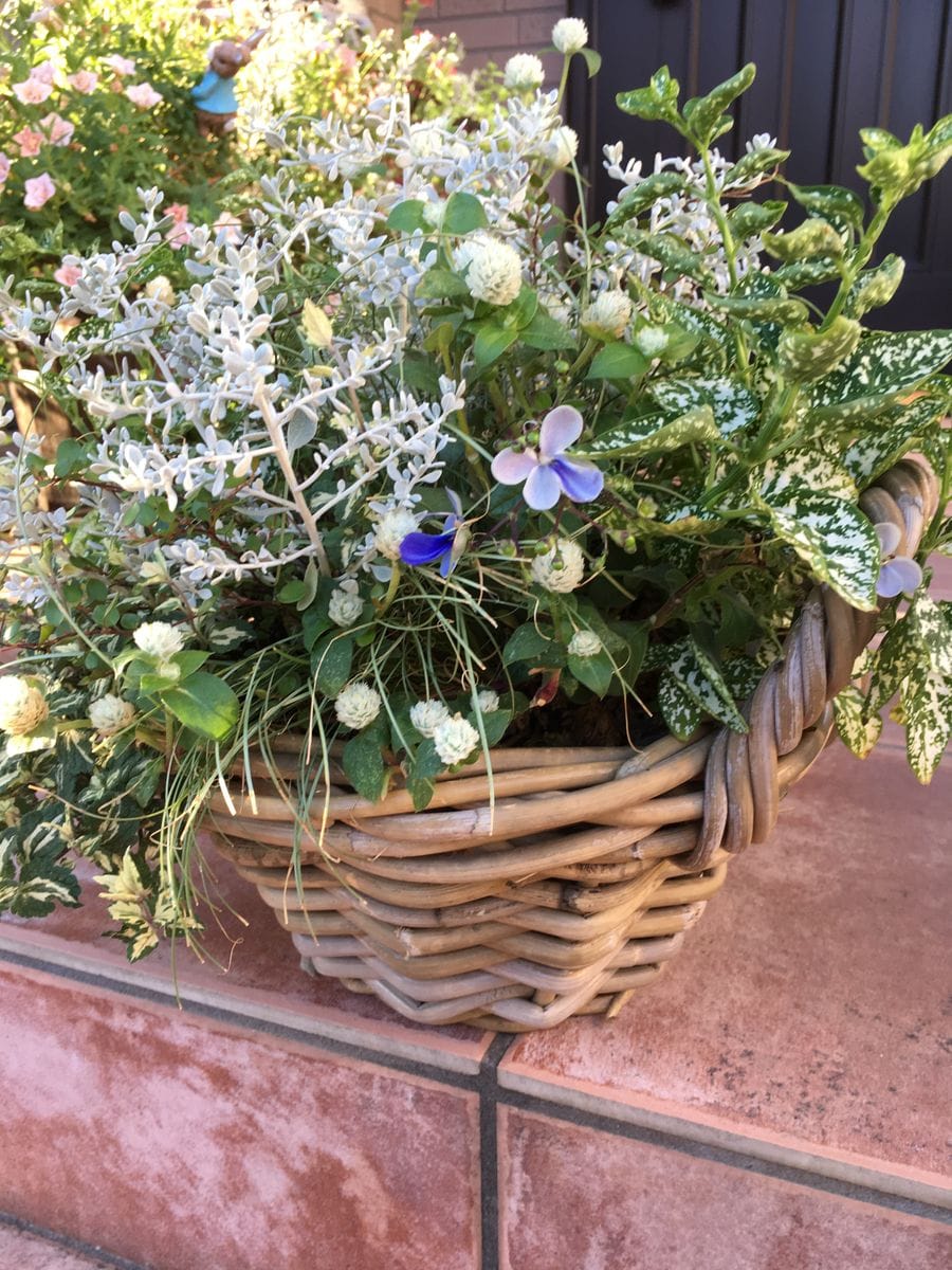 元気なお花🌸&リーフ🌿