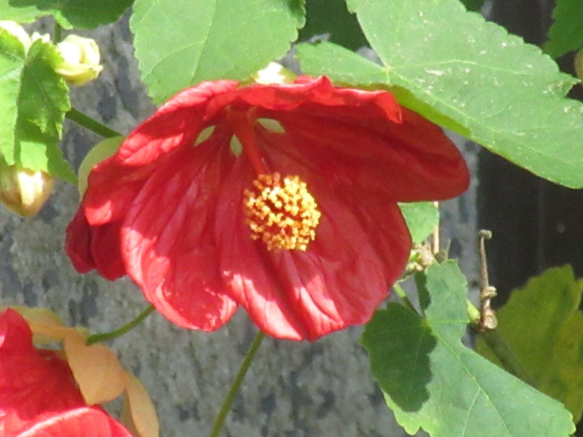 由愛(ゆめ)の花日記♪