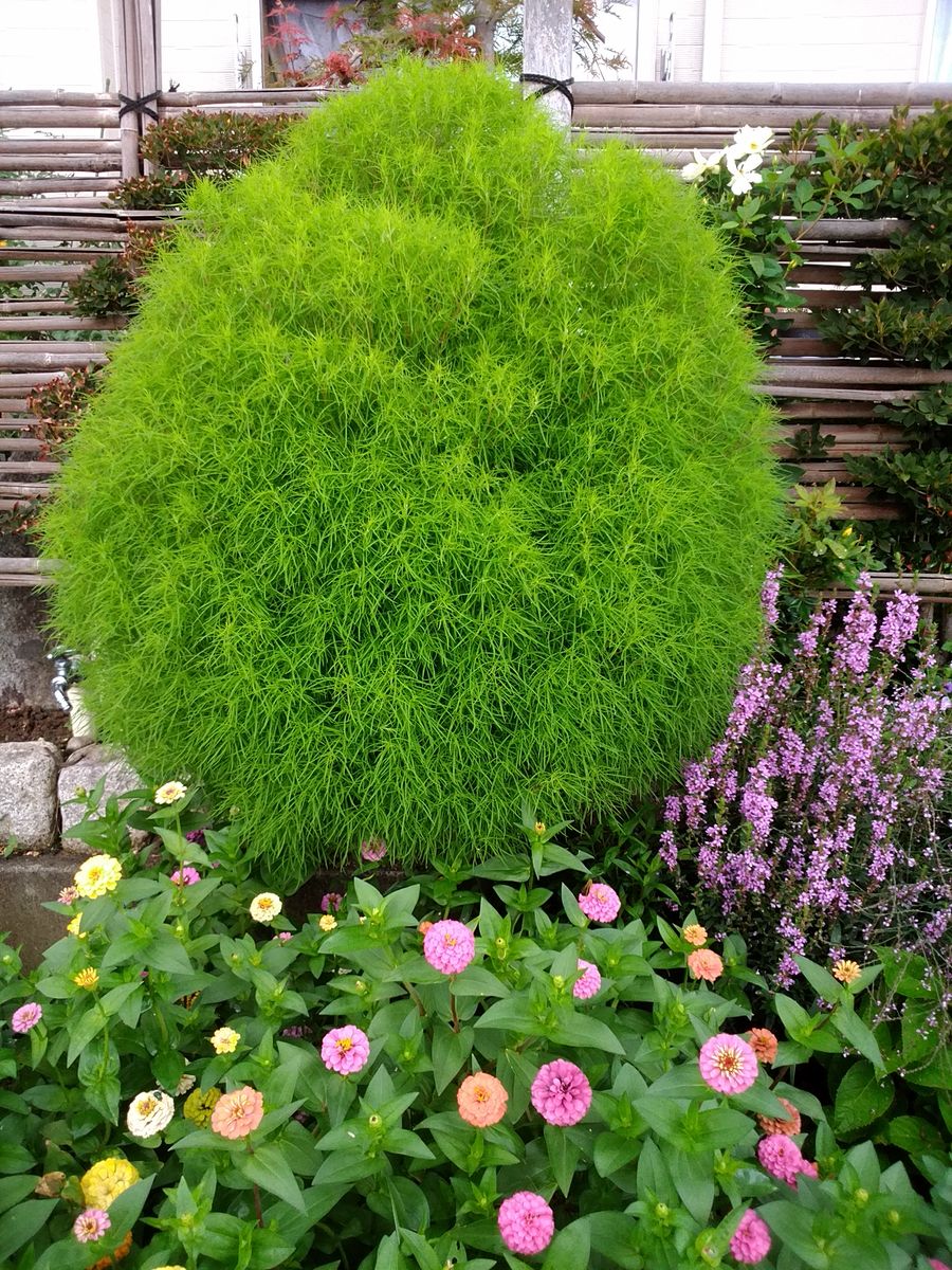 お盆前、今週の草花のゴミ