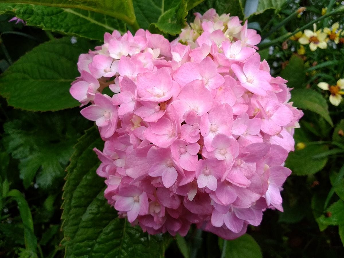 お盆前、今週の草花のゴミ