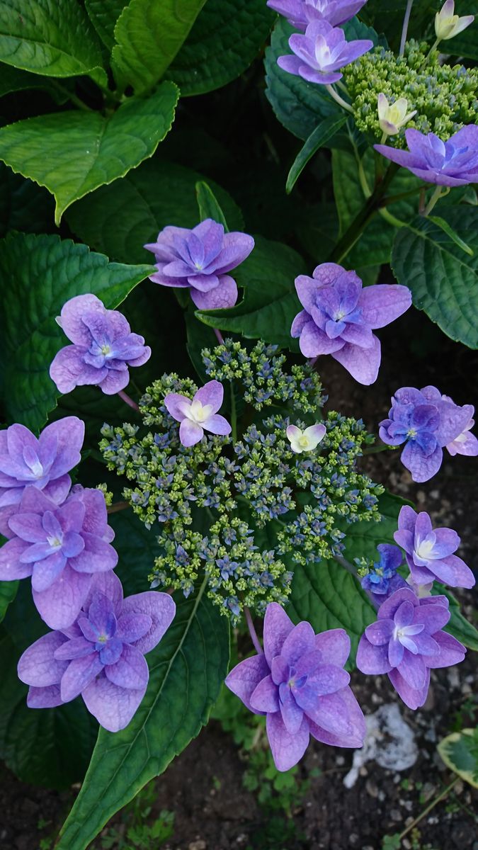 🍀紫陽花が なかなか 咲き進まず😓🍀