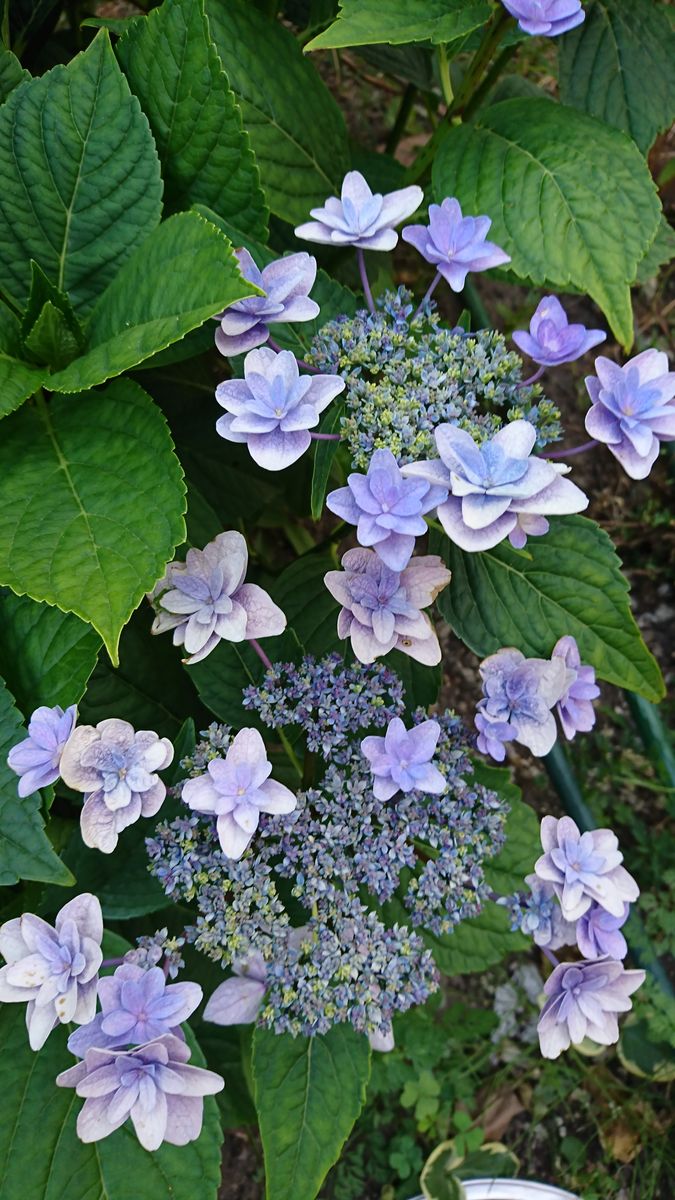 🍀紫陽花が なかなか 咲き進まず😓🍀