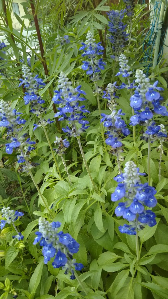 今日の花