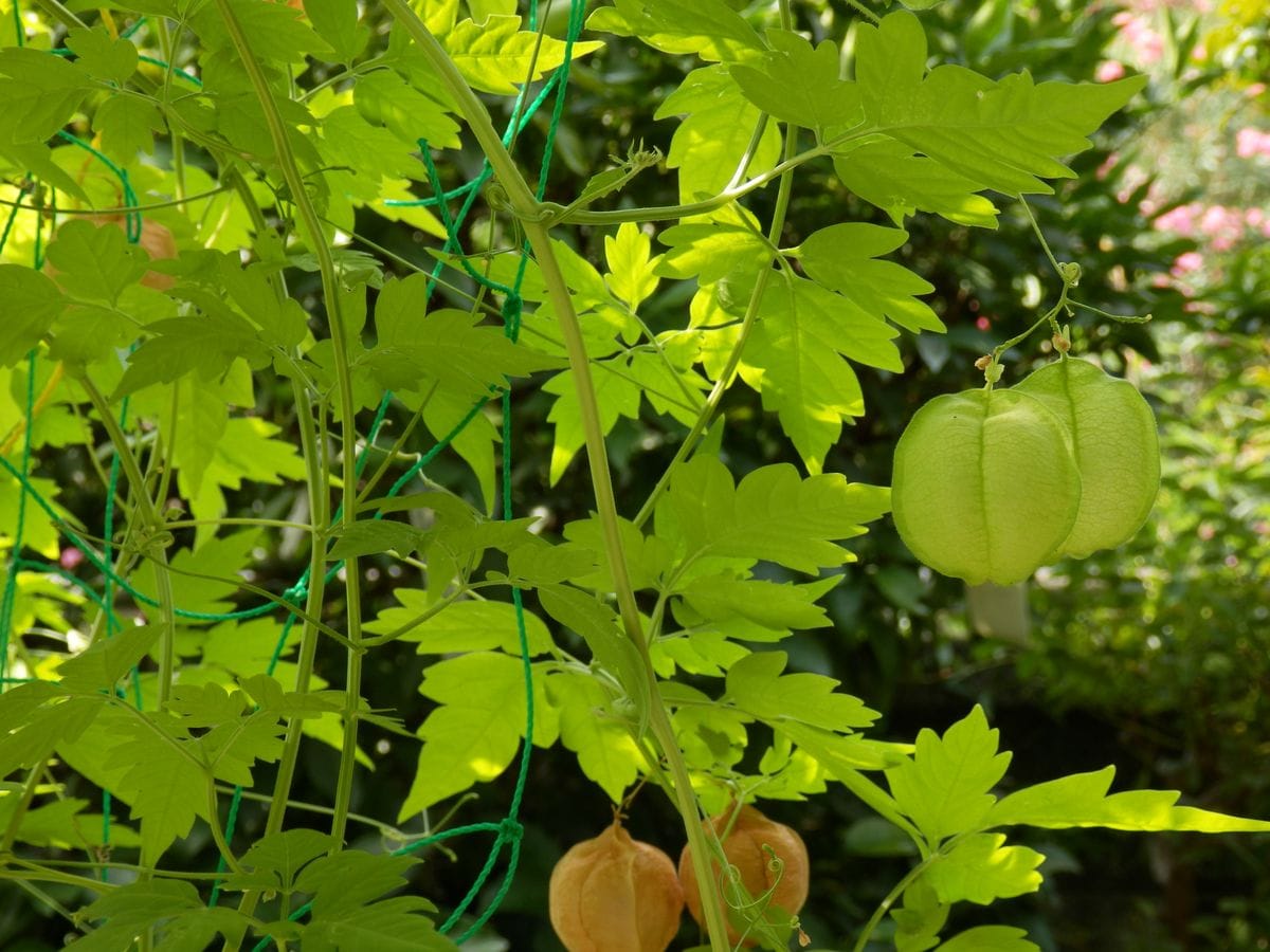 夏の花たち