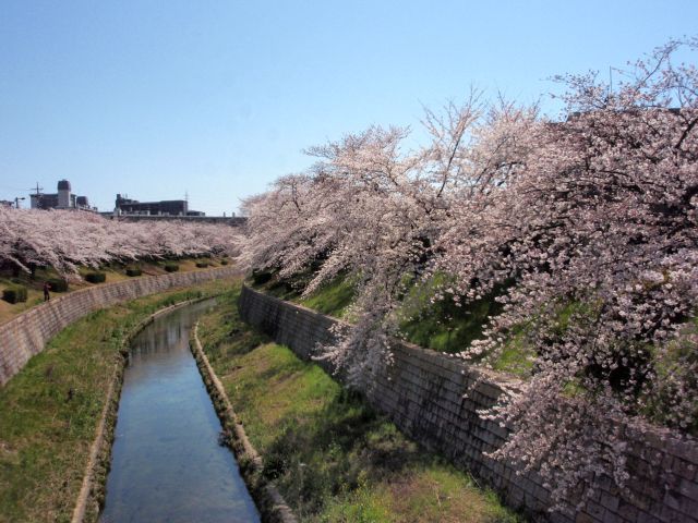 お花見に行ってきました①