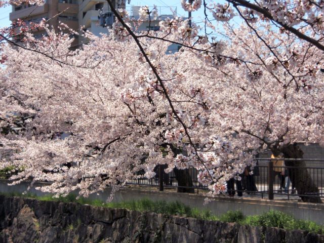 お花見に行ってきました①