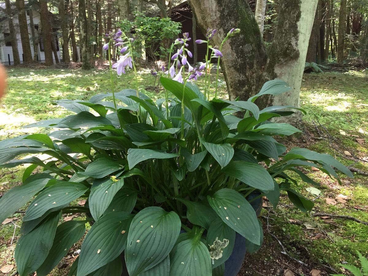 ギボウシの花が咲いた