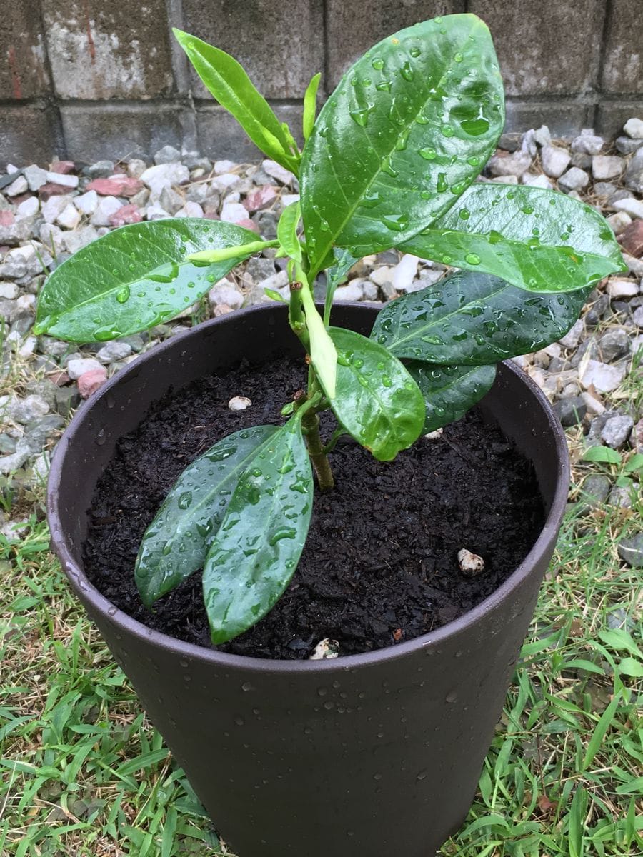 熱帯性植物の植え付け🎵