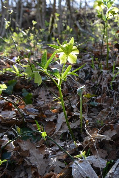 2012年原生地の旅（4月1日）