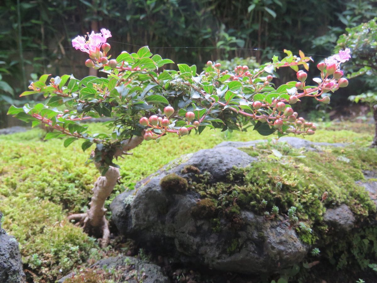 苔庭・サルスベリ　小さくても花が咲いている