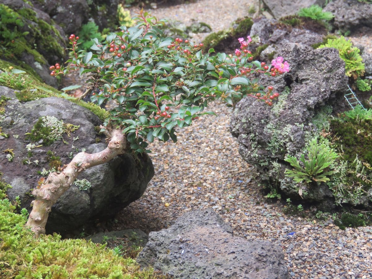 苔庭・サルスベリ　小さくても花が咲いている