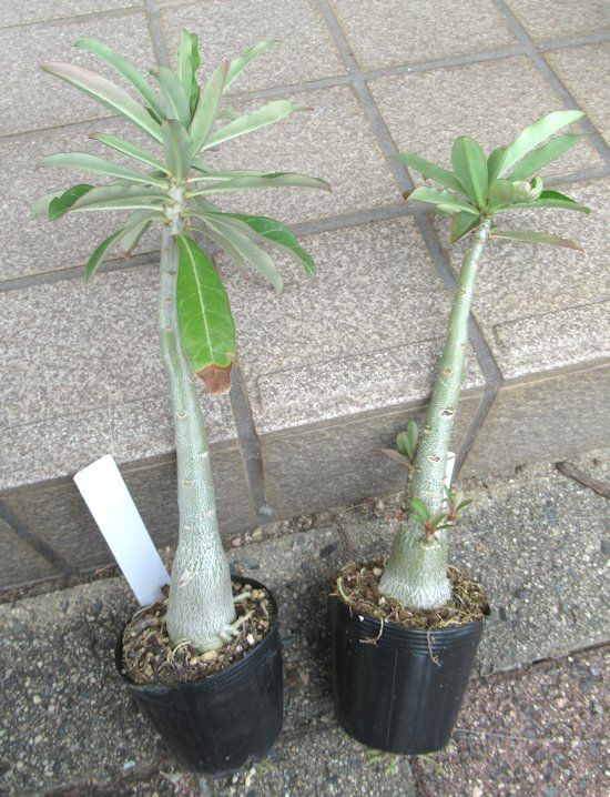 アデニウム「大」植え替え