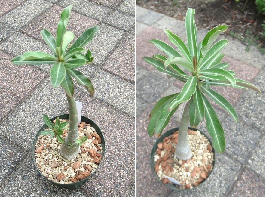 アデニウム「大」植え替え