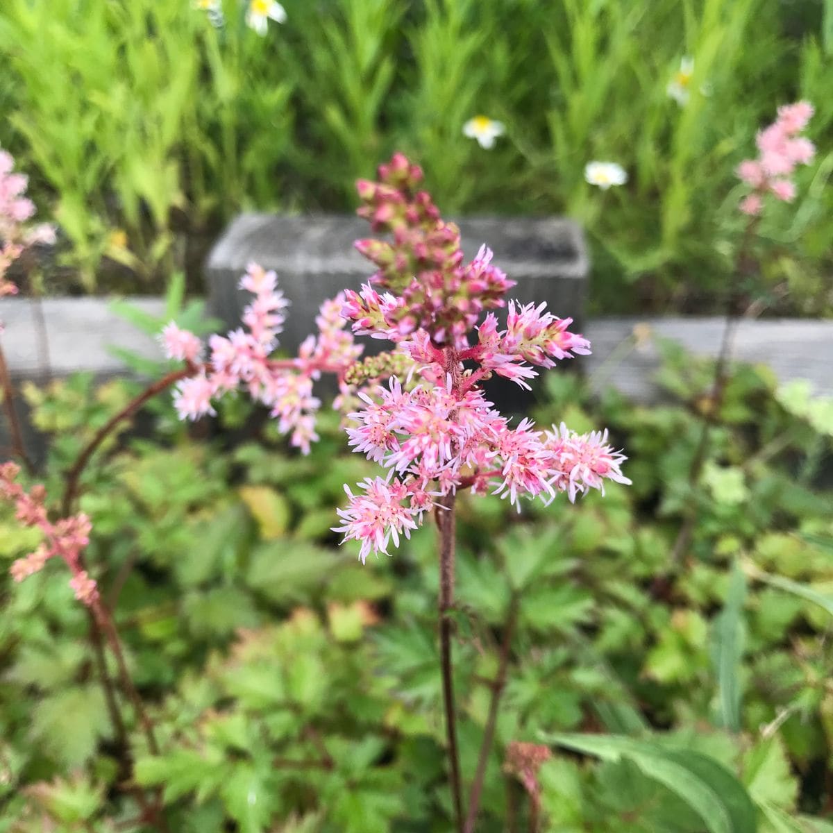 何の花でしょうか🌸