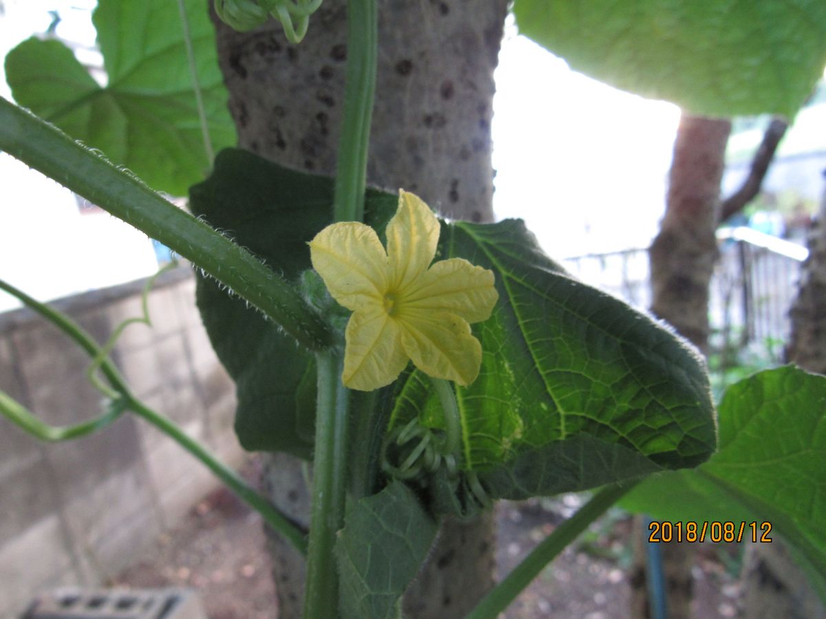 家の野菜の花