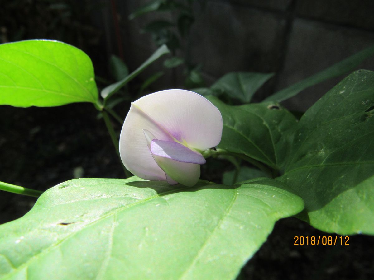 家の野菜の花