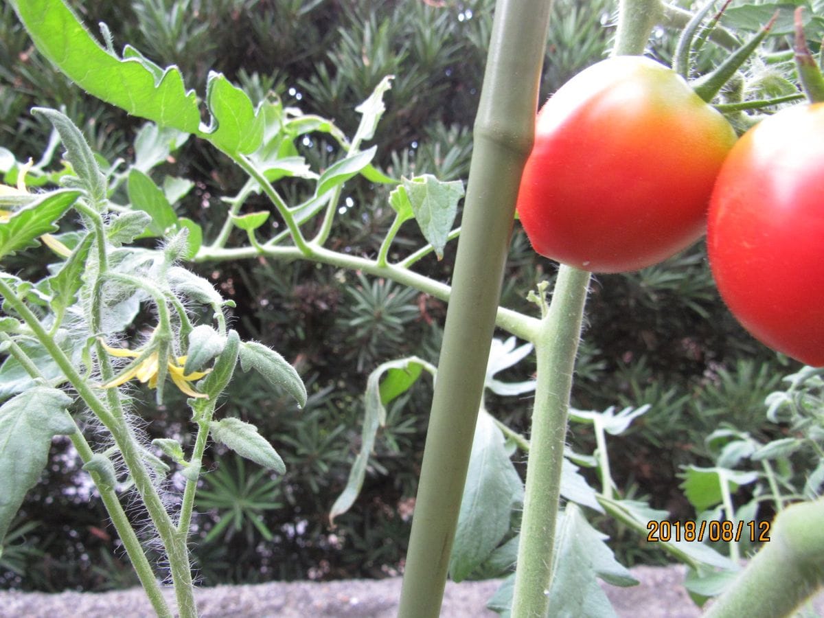 家の野菜の花