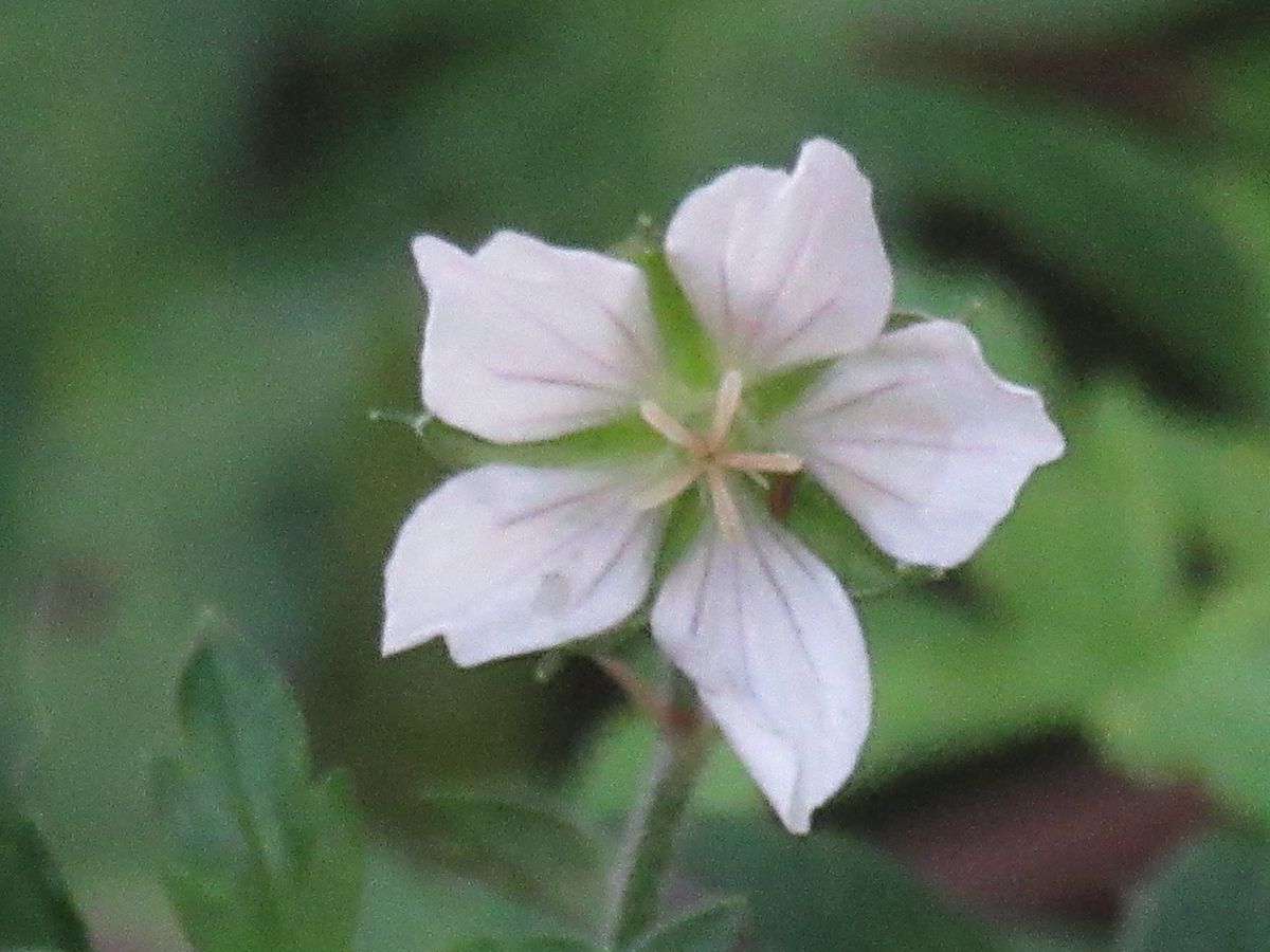 由愛(ゆめ)の花日記♪