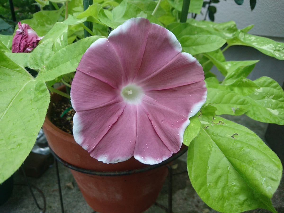 🌩️恵みの雨🙌とキュウリ爆生り！