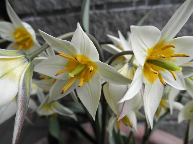 ♪咲いた咲いた、チューリップの花が～