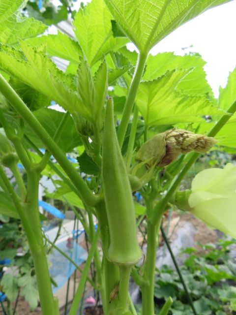 オクラの花と挿し木から咲いたオステオスペルマム