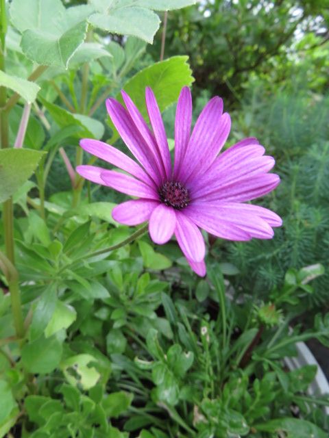 オクラの花と挿し木から咲いたオステオスペルマム