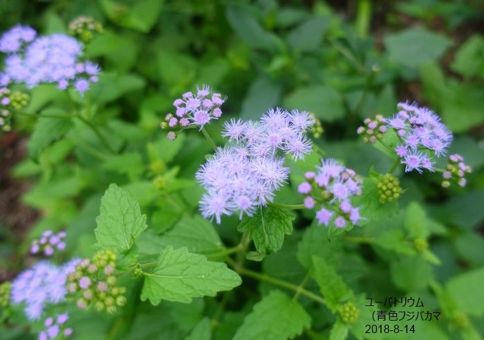 NaturalGarden四季を楽しむ花壇8/14