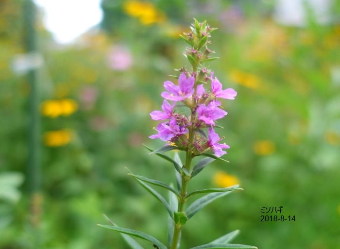 NaturalGarden四季を楽しむ花壇8/14