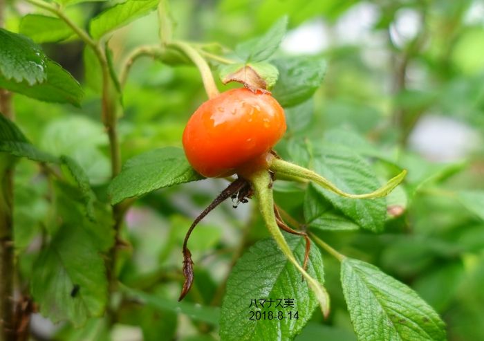 NaturalGarden四季を楽しむ花壇8/14