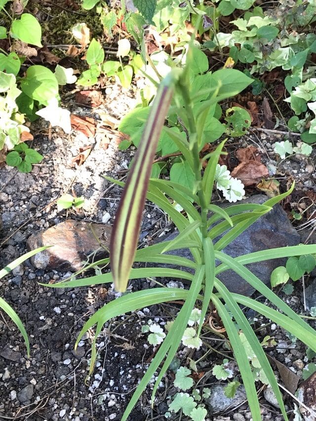 今日の蕾たち