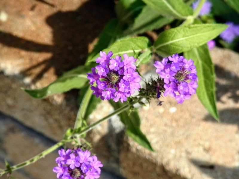 蝶を呼ぶ夏の花