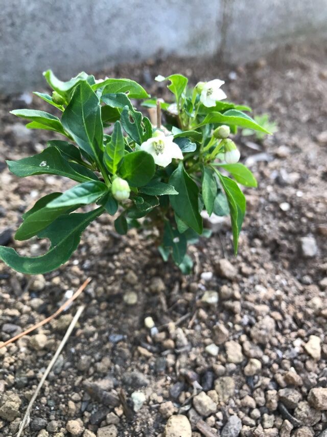 意外ー何の花かなあ