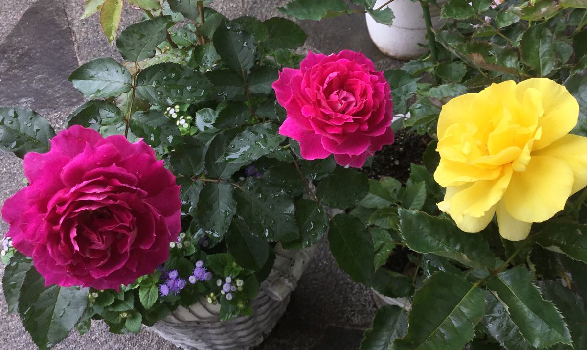 曇りの日の🌧薔薇🌹