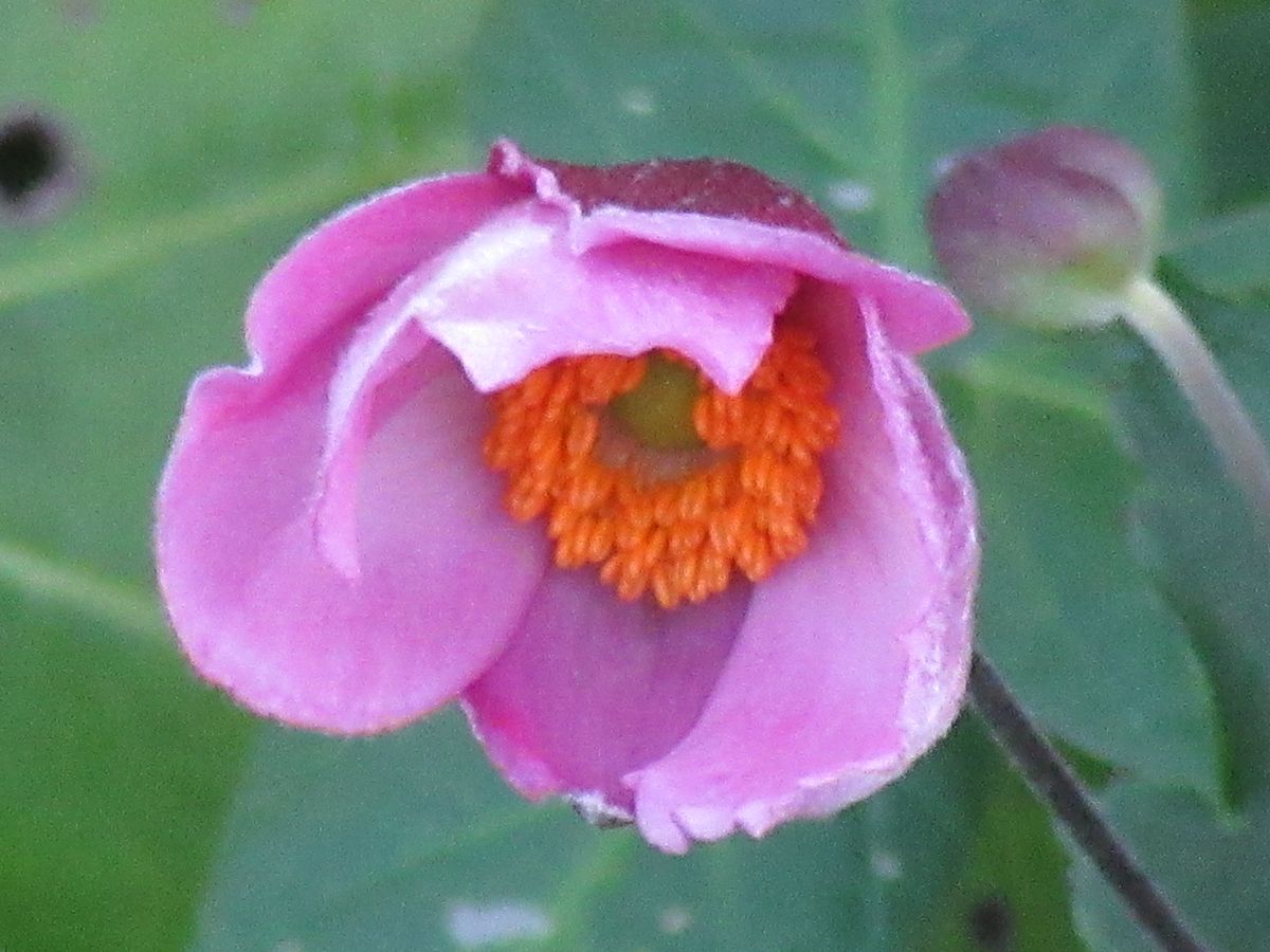 由愛(ゆめ)の花日記♪