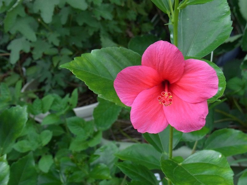 植物は訴えている